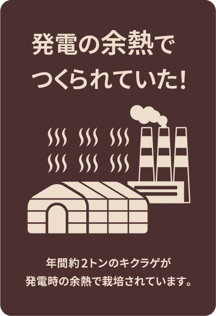 発電の余熱でつくられていた！年間約2トンのキクラゲが発電時の余熱で栽培されています。