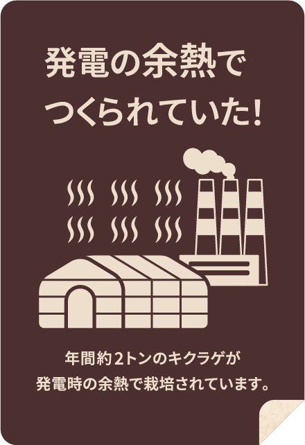発電の余熱でつくられていた！年間約2トンのキクラゲが発電時の余熱で栽培されています。